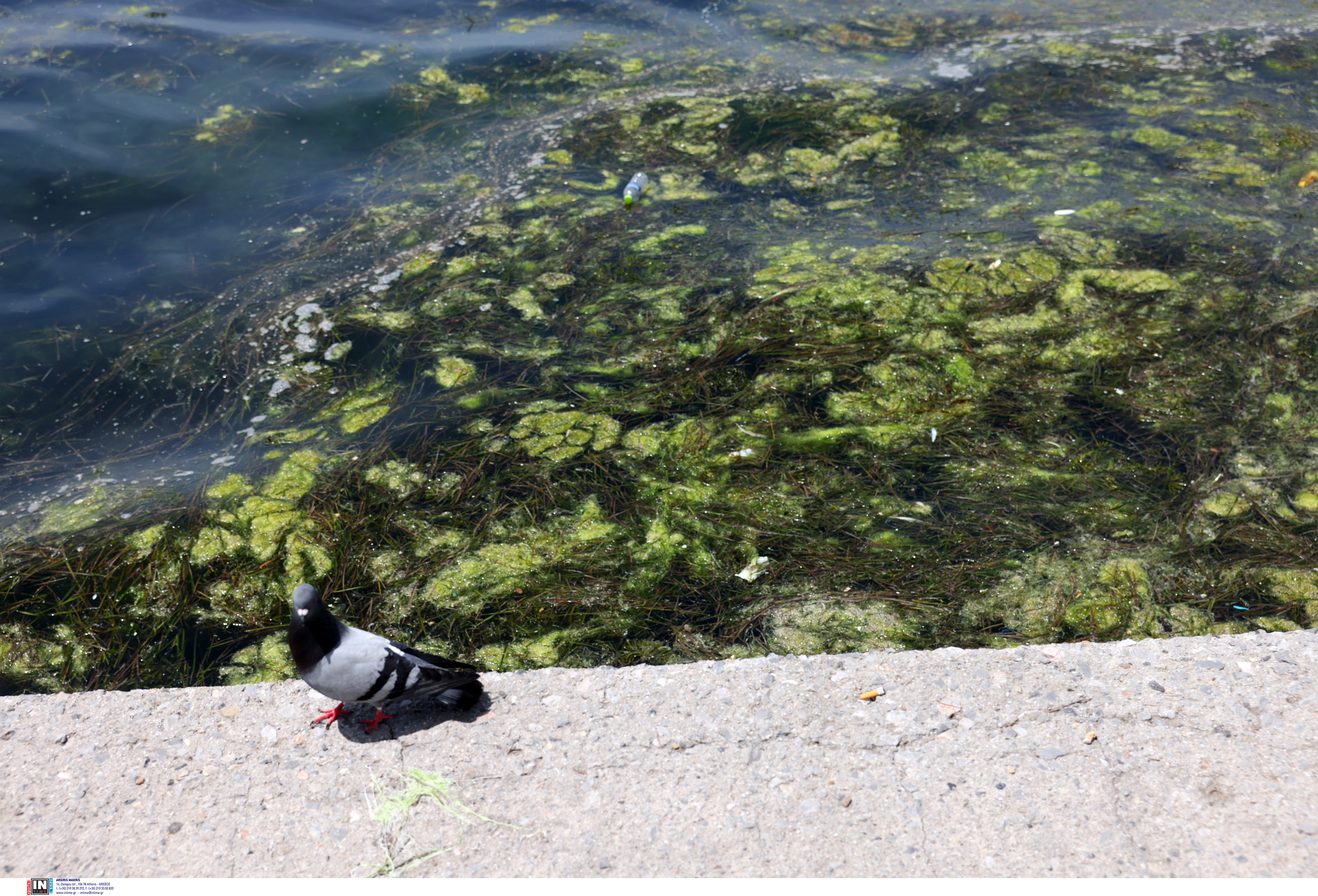 Θεσσαλονίκη: Επέστρεψε το φυτοπλαγκτόν, «πρασίνισε» ο Θερμαϊκός-1