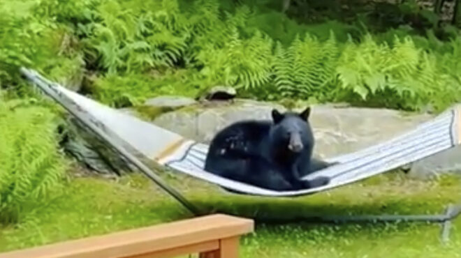 αρκούδα-αράζει-σε-αιώρα-εντυπωσιακ-563076682