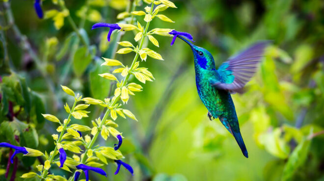 πώς-οι-εσκομπάρ-της-κεντρικής-αμερι-563074984