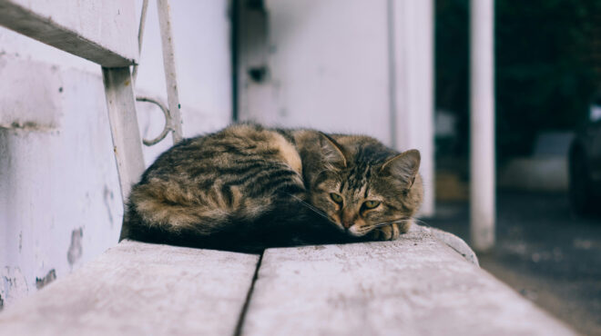 θεσσαλονίκη-βούτηξε-το-κεφάλι-γάτας-σ-563086714