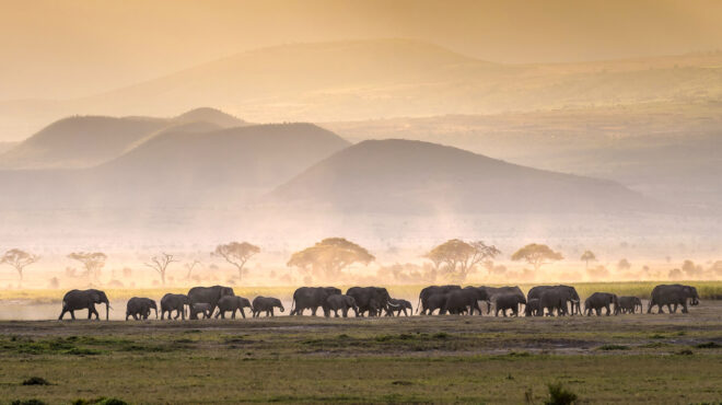 οι-ελέφαντες-επικοινωνούν-με-ονόματ-563072698