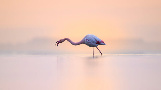 τυνησία-δέκα-φλαμίνγκο-διασώθηκαν-απ-563070892