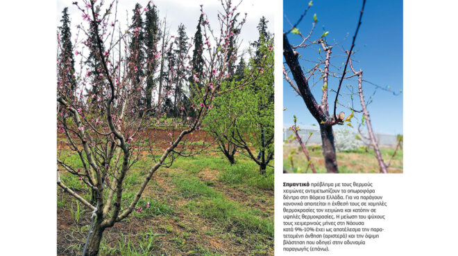 οι-ελιές-που-ανηφορίζουν-και-τα-νεκ-563102557