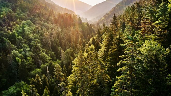 η-συμβολή-των-εθελοντικών-ομάδων-δασο-563100193