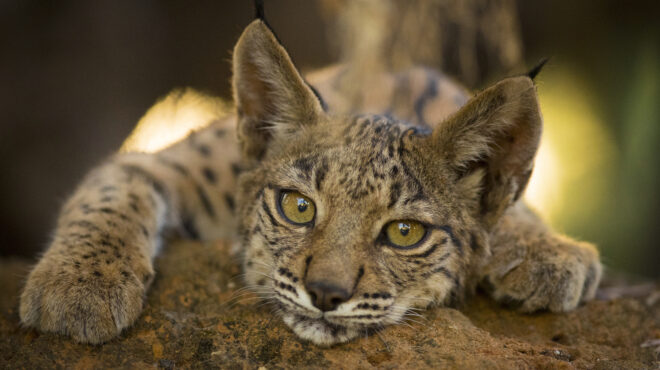 πάνω-από-45-000-ζώα-και-φυτά-στην-κόκκινη-λί-563098084