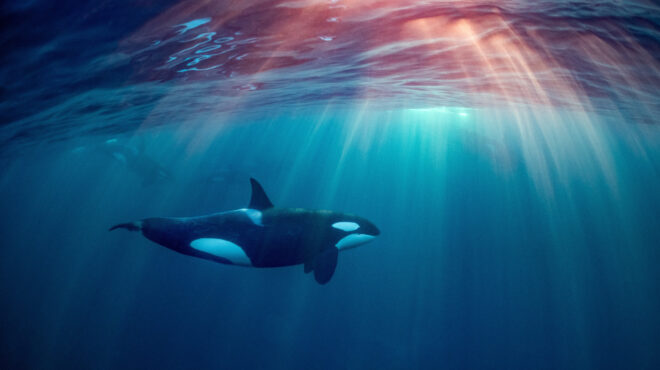 οι-όρκες-που-βυθίζουν-σκάφη-απλώς-βαρ-563059405