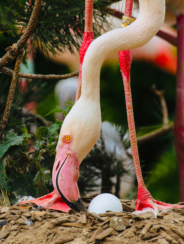 Γερτρούδη: Το φλαμίνγκο που ερωτεύτηκε και έκανε το πρώτο του αυγό στα… 70-2