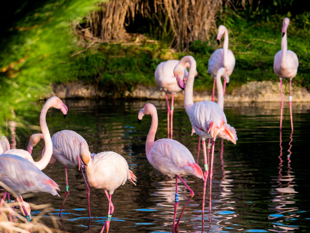 Γερτρούδη: Το φλαμίνγκο που ερωτεύτηκε και έκανε το πρώτο του αυγό στα… 70-3