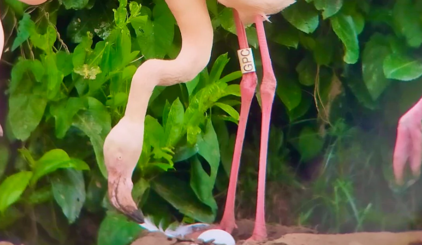 Γερτρούδη: Το φλαμίνγκο που ερωτεύτηκε και έκανε το πρώτο του αυγό στα… 70-1