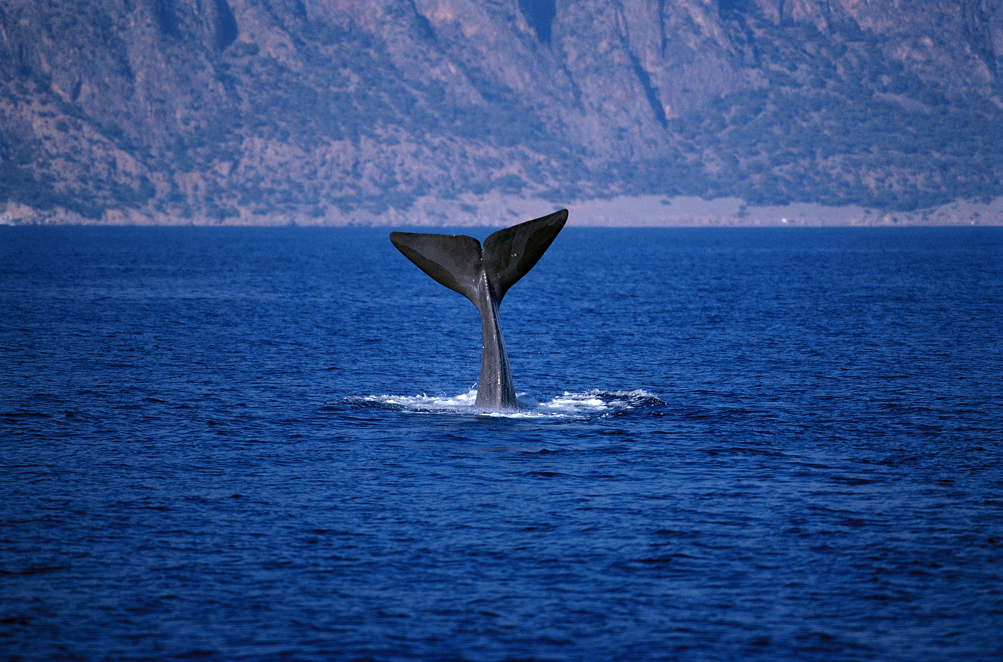 «Moby Dick στα 4 μίλια, αλλάξτε πορεία»-1