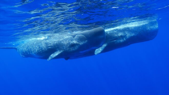 moby-dick-στα-4-μίλια-αλλάξτε-πορεία-563090875