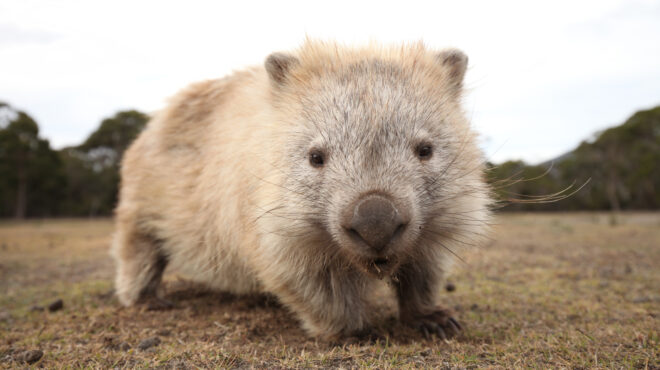 συνοδοί-γουόμπατ-ψιθυριστές-αμπελ-563088523