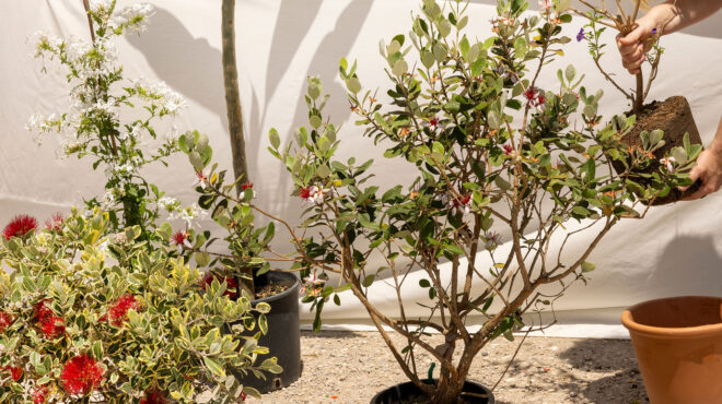 τι-λουλούδια-να-επιλέξετε-το-καλοκαίρ-563088997