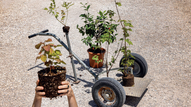 πώς-να-καλλιεργήσετε-superfoods-στο-μπαλκόνι-σ-563098312