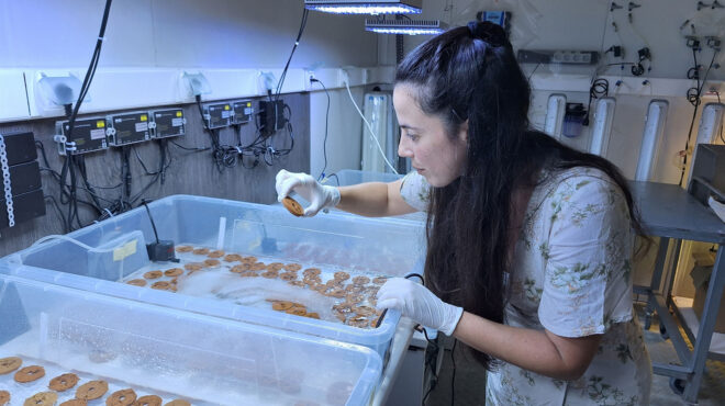 υποβρύχια-αναδάσωση-στο-αιγαίο-563069344