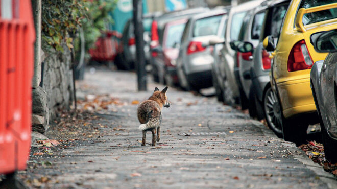 γιατί-οι-αλεπούδες-γίνονται-σταδιακά-563098459