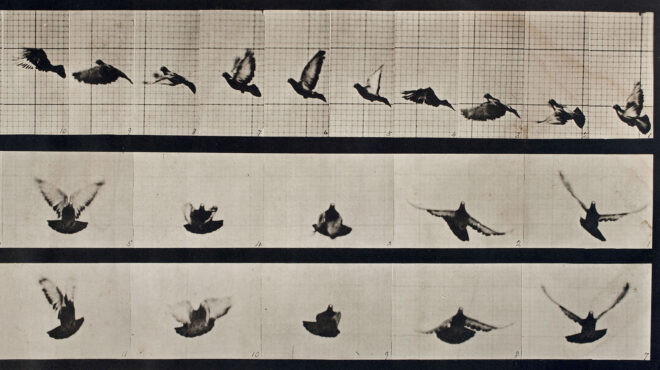 γιατί-τα-περιστέρια-δεν-αποτελούν-απε-563063764