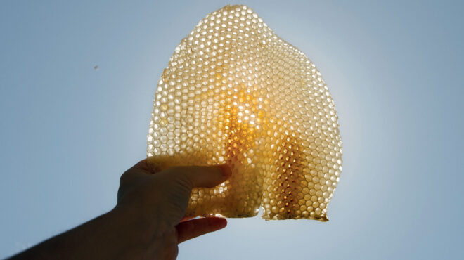 μία-μέρα-δίπλα-στους-μελισσοκόμους-τη-563085223