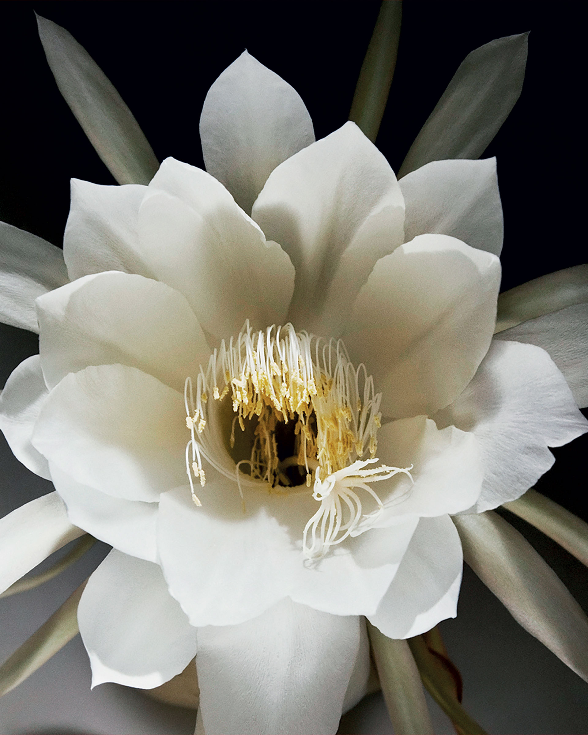 Για ένα πολυτελές τζιν με σήμα-κατατεθέν ένα υπερσπάνιο λουλούδι-1