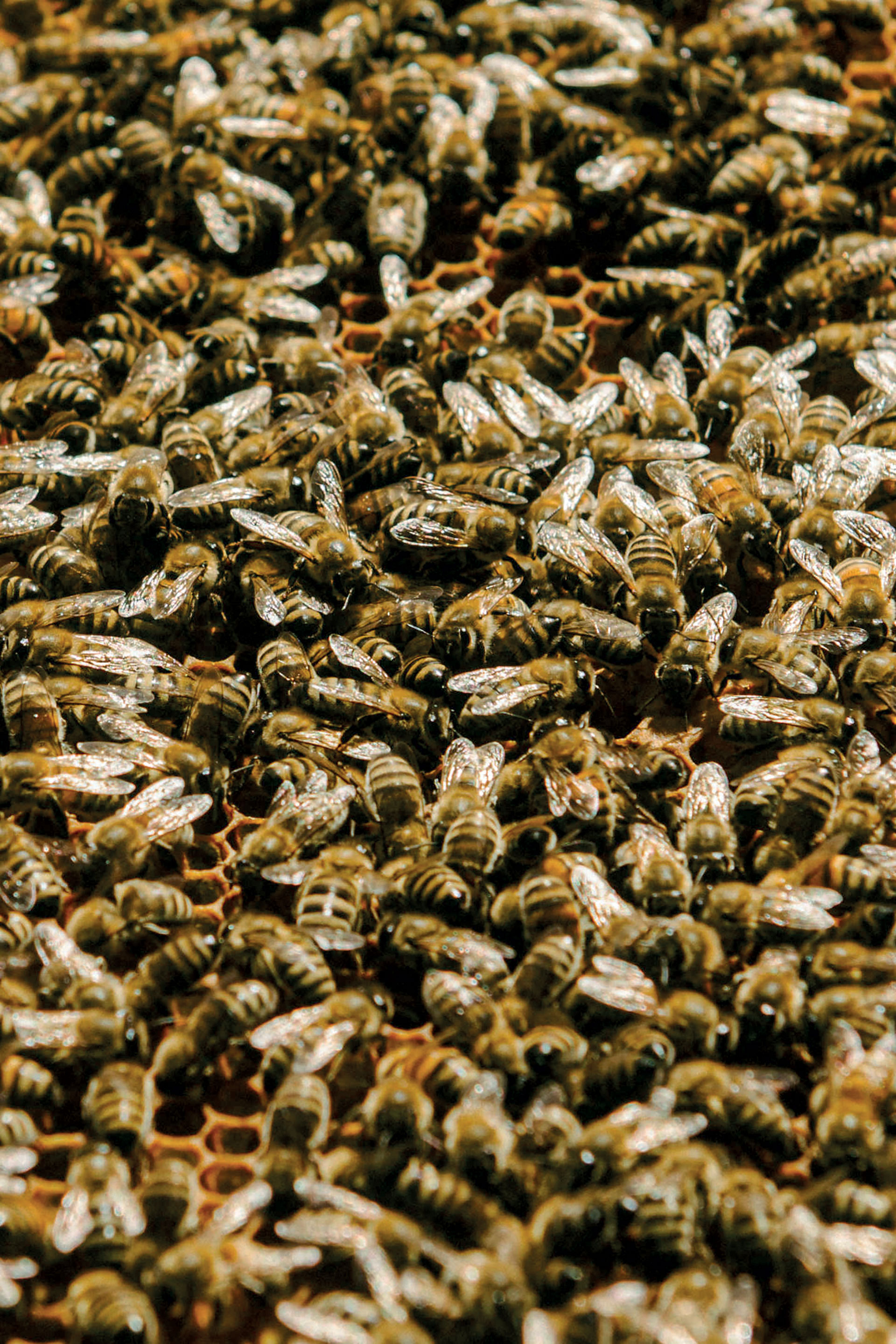 Μία μέρα δίπλα στους μελισσοκόμους της Κρήτης-1