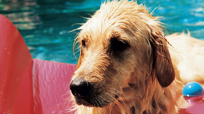 πώς-προστατεύουμε-τα-ζώα-στον-καύσωνα-563077441