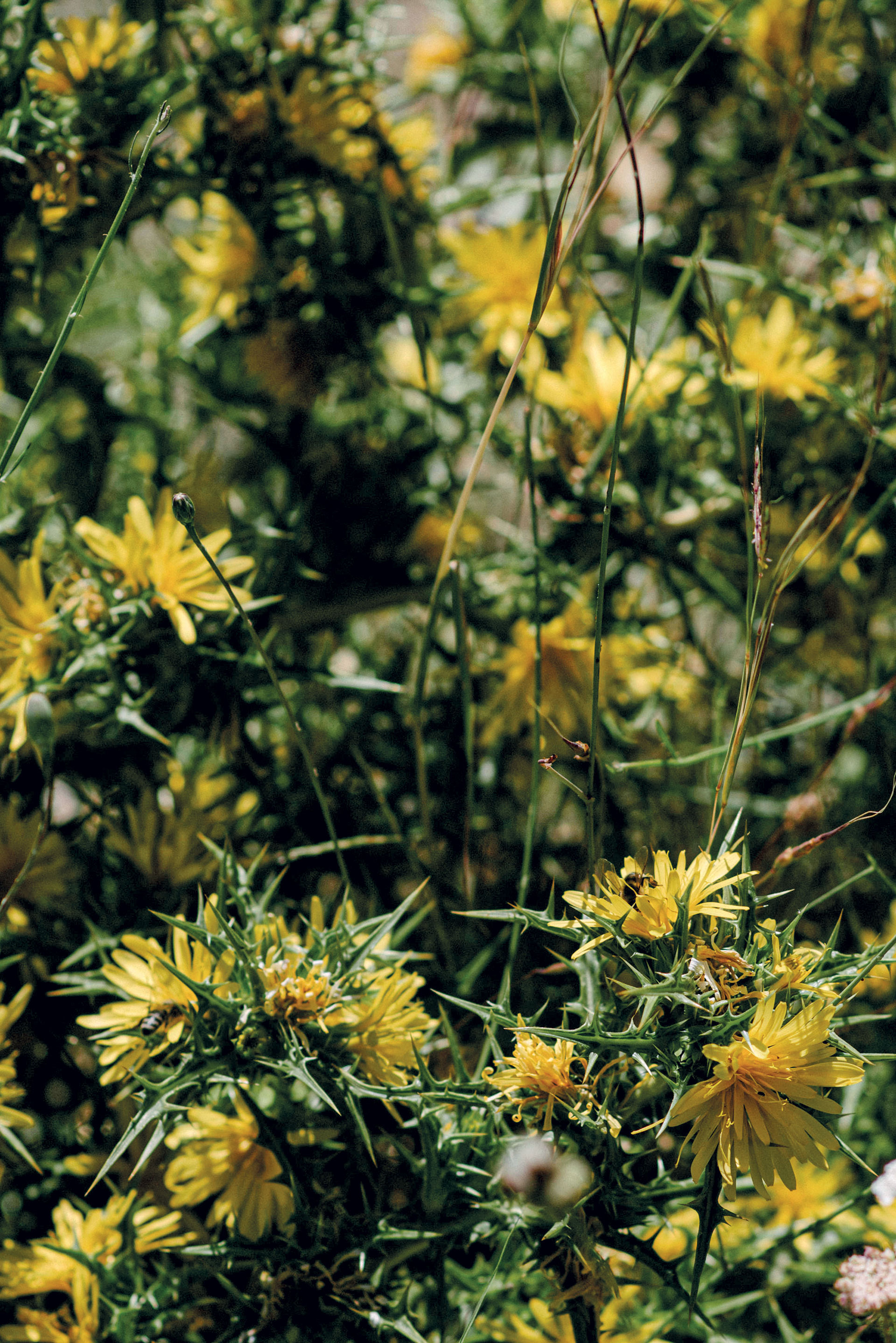 Μία μέρα δίπλα στους μελισσοκόμους της Κρήτης-4