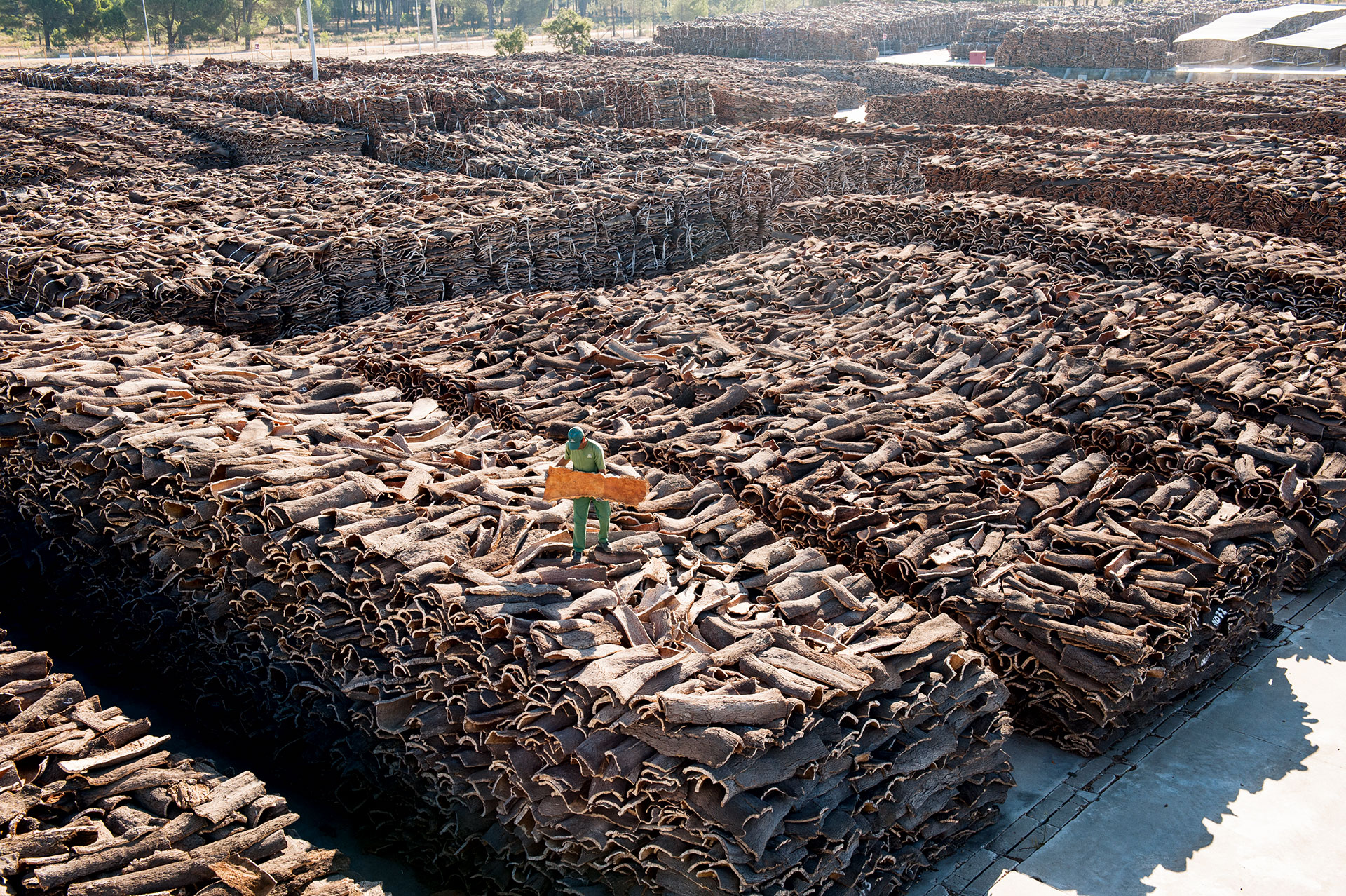 Φελλός: Ένα υλικό συνυφασμένο με την ιστορία του κρασιού-1