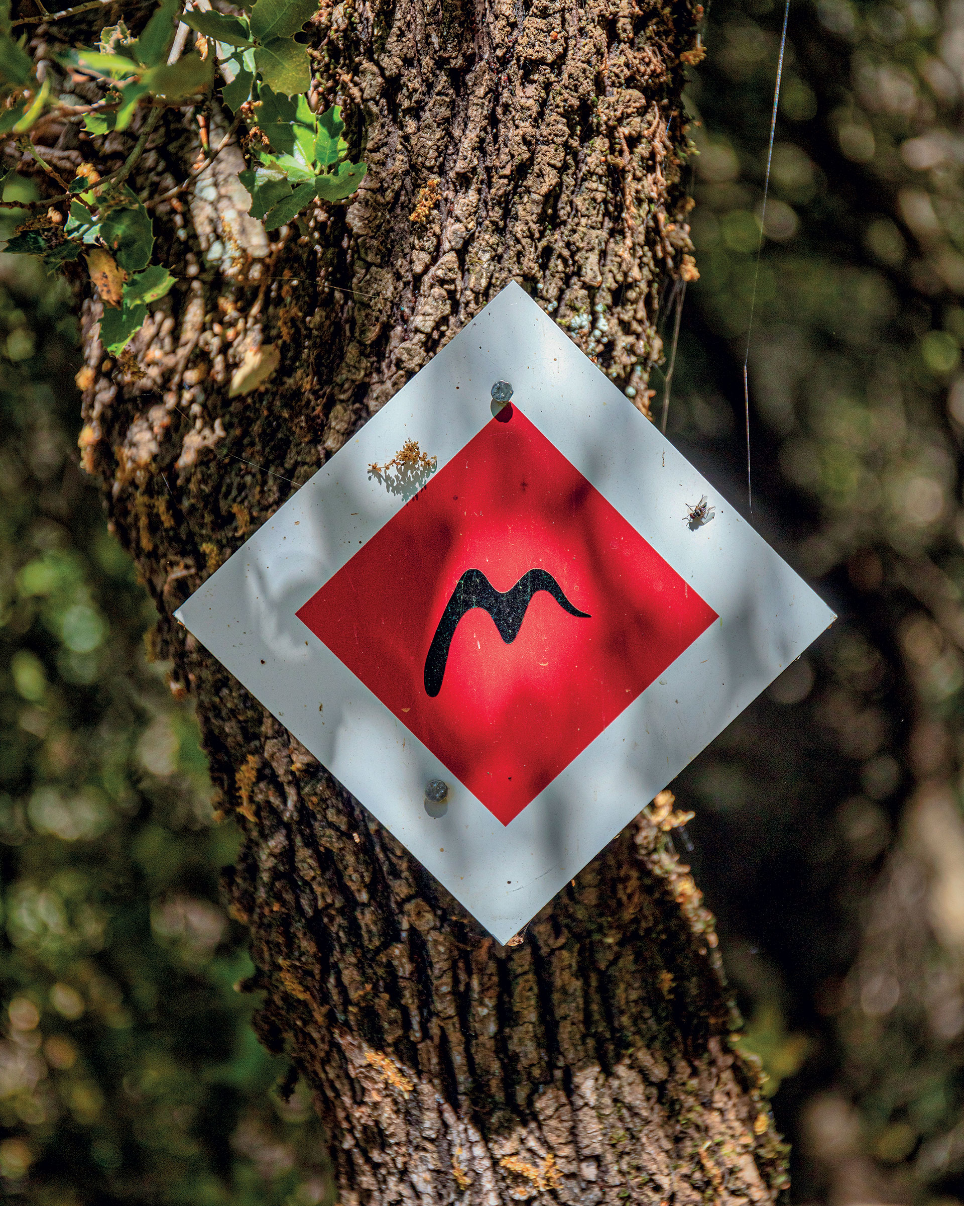 Στη Στεμνίτσα, σε ένα δίκτυο μονοπατιών διεθνών προδιαγραφών-1