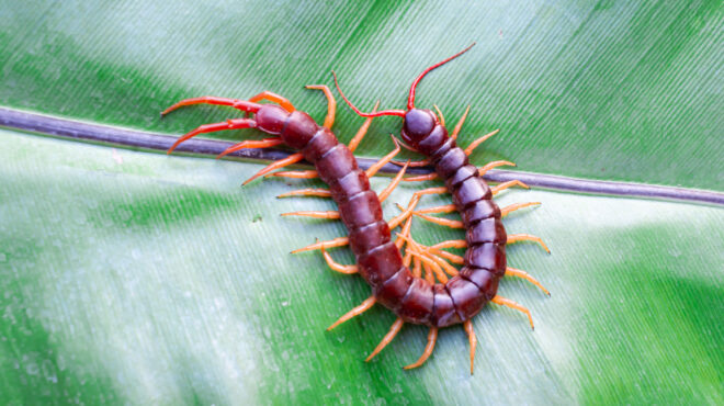 περού-οι-τελωνειακές-αρχές-κατέσχεσα-563063248