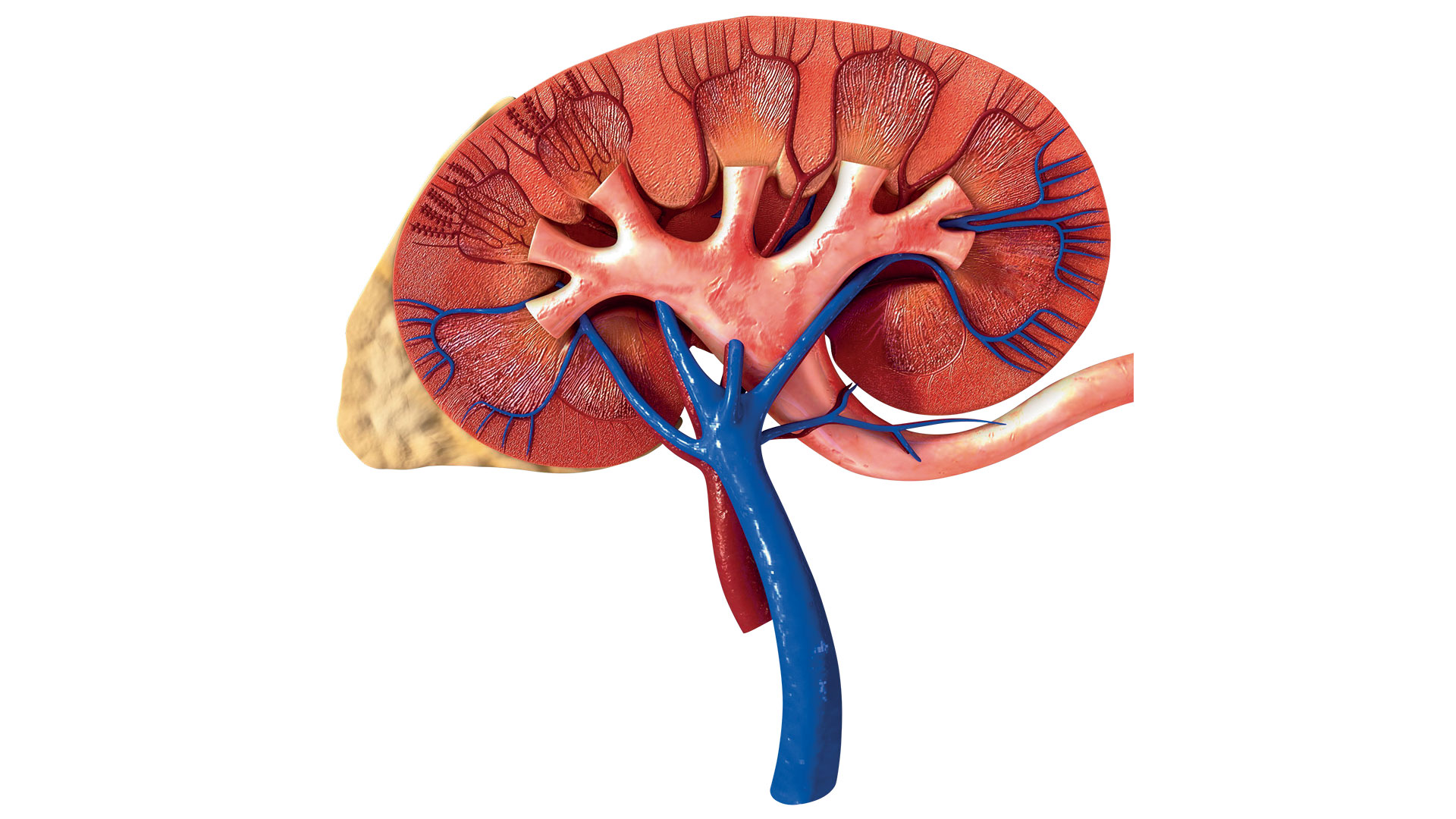 φροντίδα-των-νεφρών-563077660