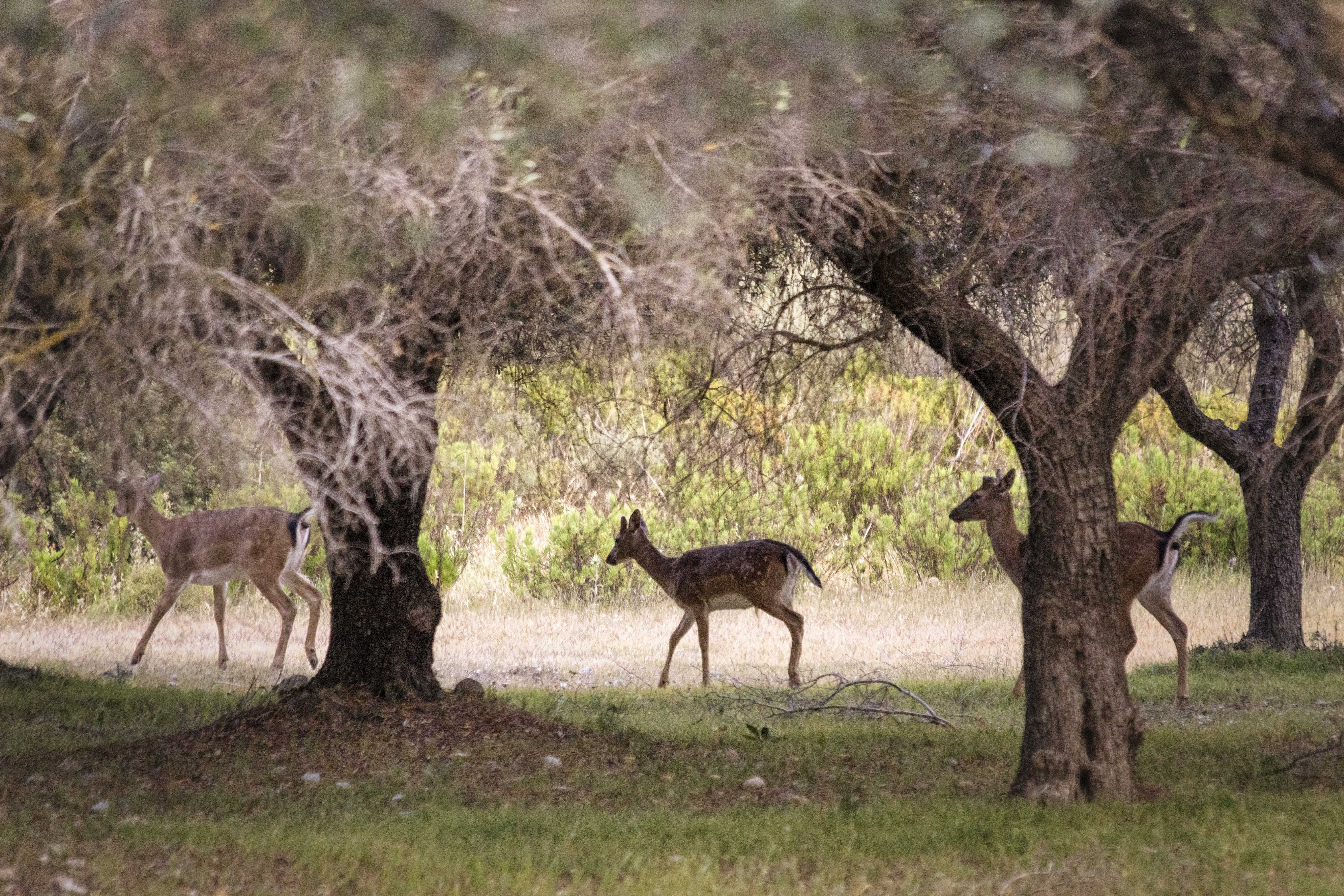 Ρόδος: Δραστηριότητες και ταξιδιωτικές εμπειρίες με χαμηλό αποτύπωμα-4