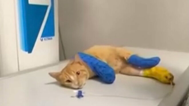 θεσσαλονίκη-γάτος-βρέθηκε-ακρωτηρια-563093983