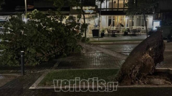 βέροια-μπουρίνι-ξήλωσε-δέντρα-στ-563078701