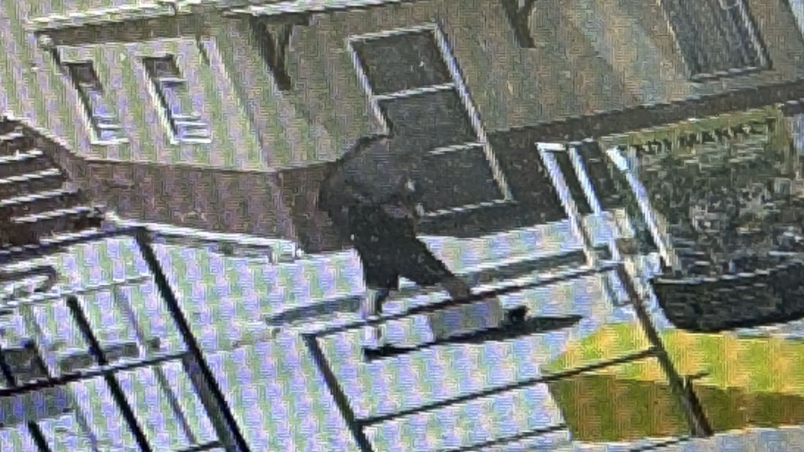 «Δεν χάνουμε την ελπίδα μας» λέει η σύζυγος του Μόσλεϊ-1