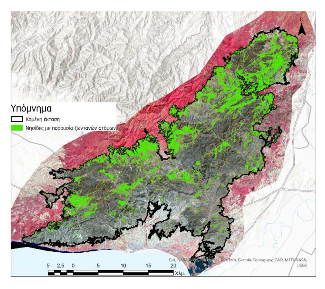 Στην εντατική για πέντε χρόνια το δάσος της Δαδιάς-3