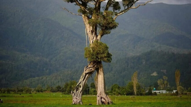 σαν-ήρωας-του-τόλκιν-το-δέντρο-που-περ-563065033