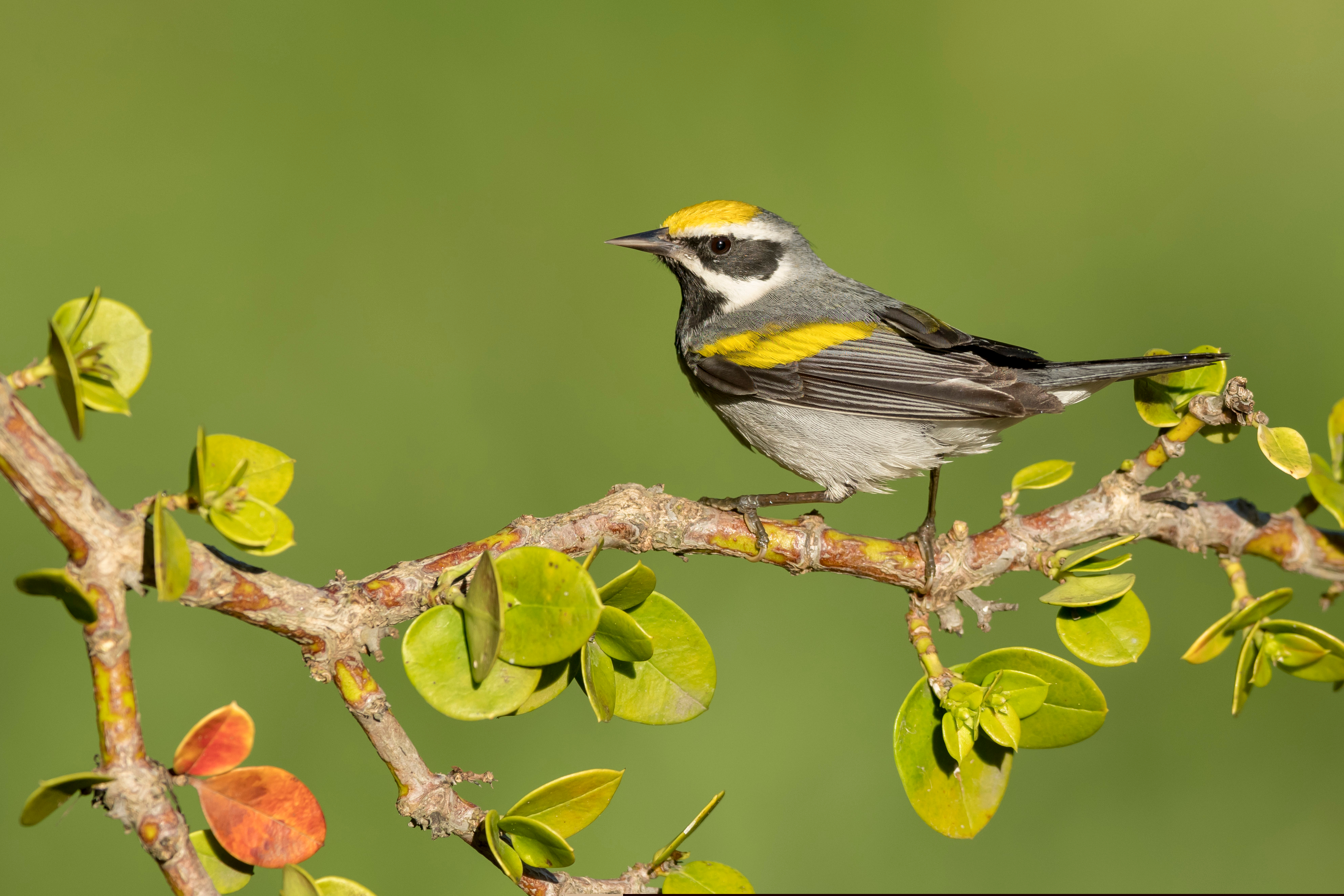Πώς οι «Εσκομπάρ» της Κεντρικής Αμερικής απειλούν τα σπάνια πουλιά-1