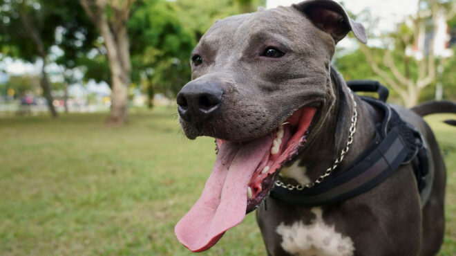 θεσσαλονίκη-ελεύθερος-ο-ιδιοκτήτης-τ-563060104