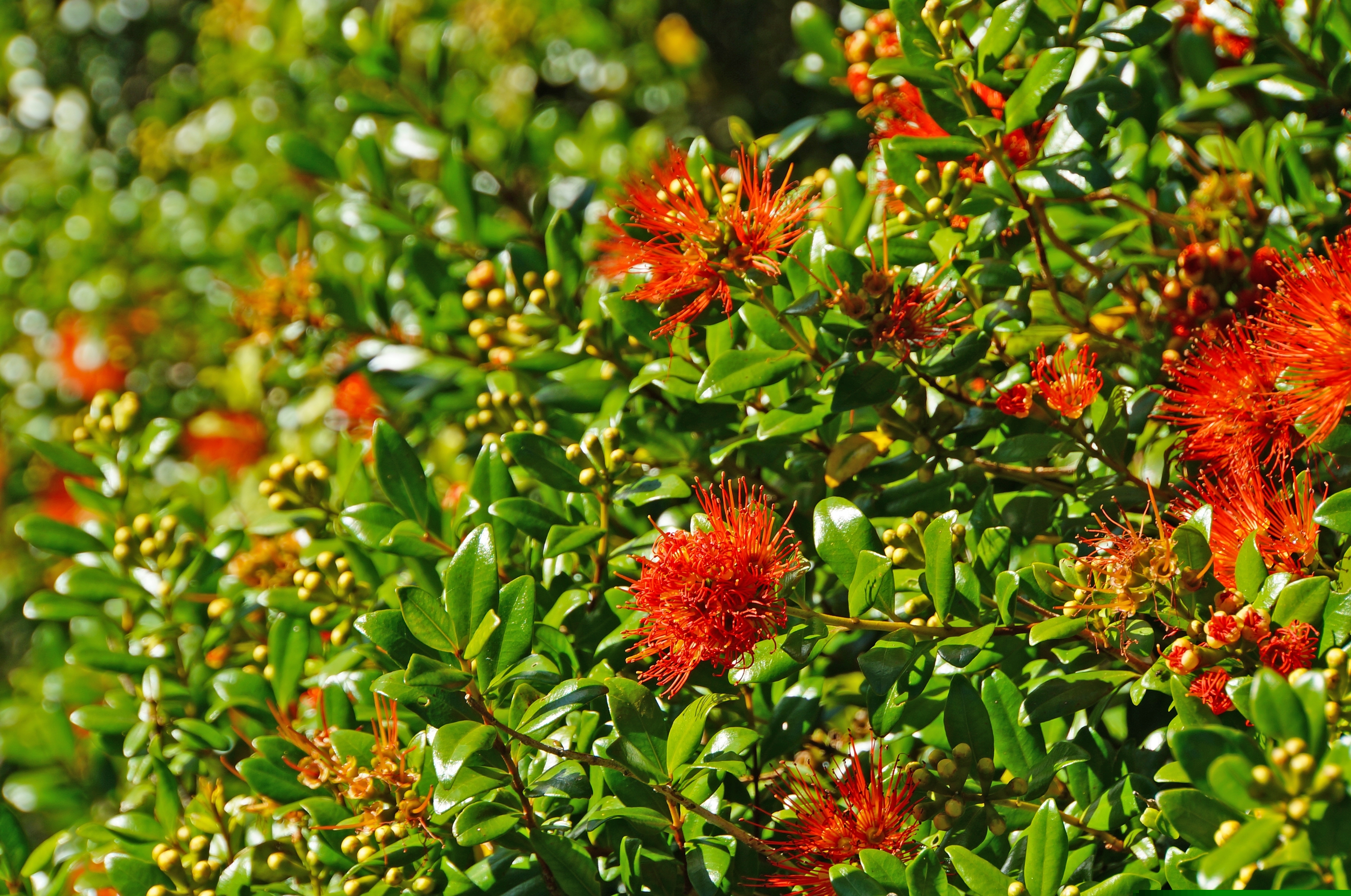 Σαν ήρωας του Τόλκιν: Το «δέντρο που περπατά», μοναδικός επιζών ενός χαμένου δάσους-2