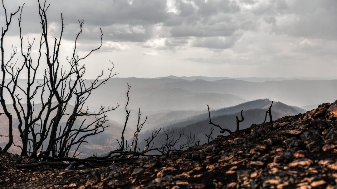 στην-εντατική-για-πέντε-χρόνια-το-δάσο-563084941