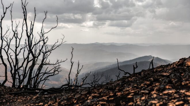 στην-εντατική-για-πέντε-χρόνια-το-δάσο-563084941
