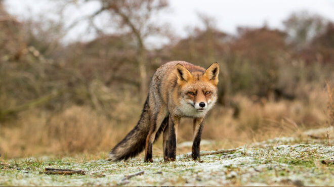 θεσσαλονίκη-συνελήφθη-51χρονος-που-σκό-563061679