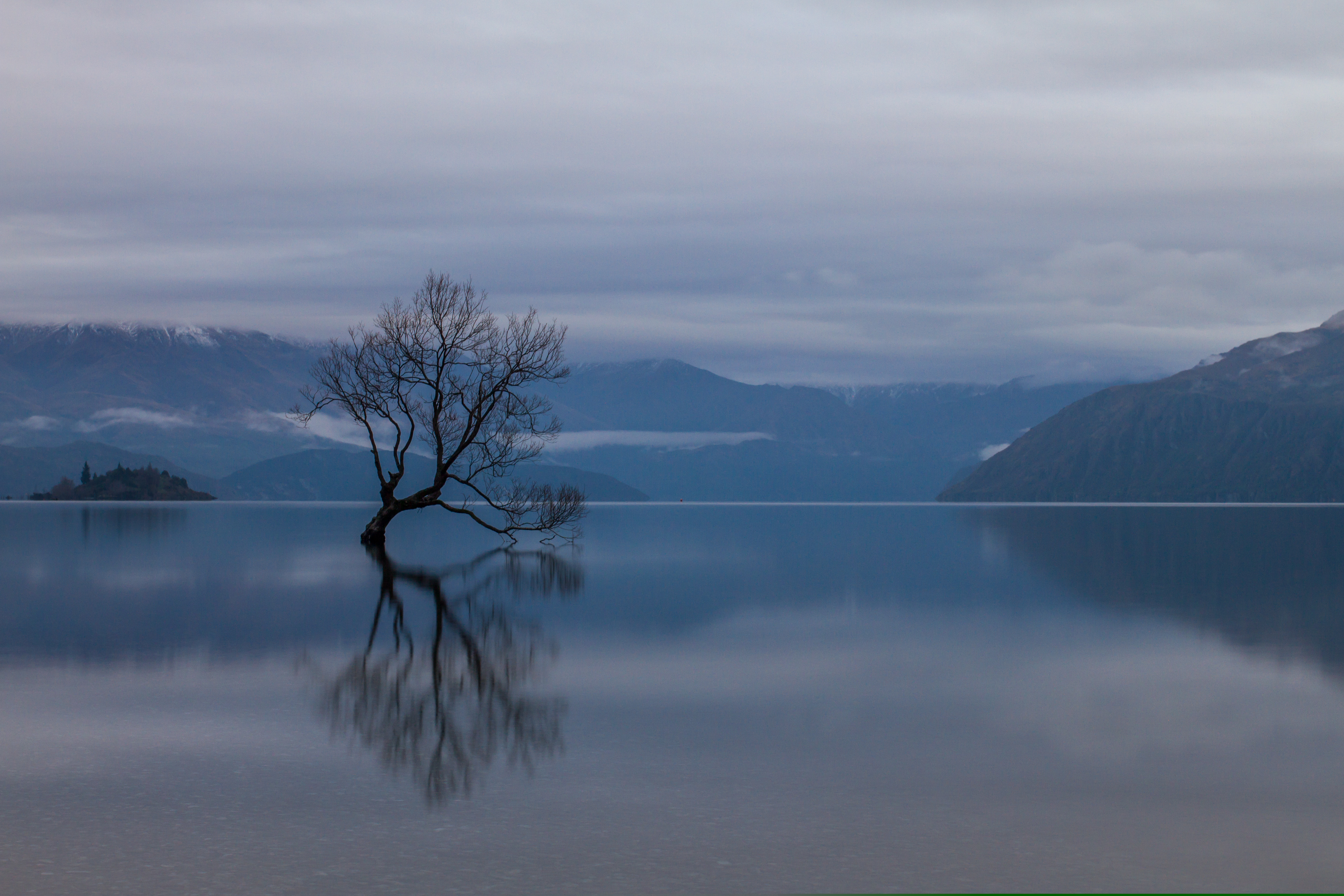 Σαν ήρωας του Τόλκιν: Το «δέντρο που περπατά», μοναδικός επιζών ενός χαμένου δάσους-1