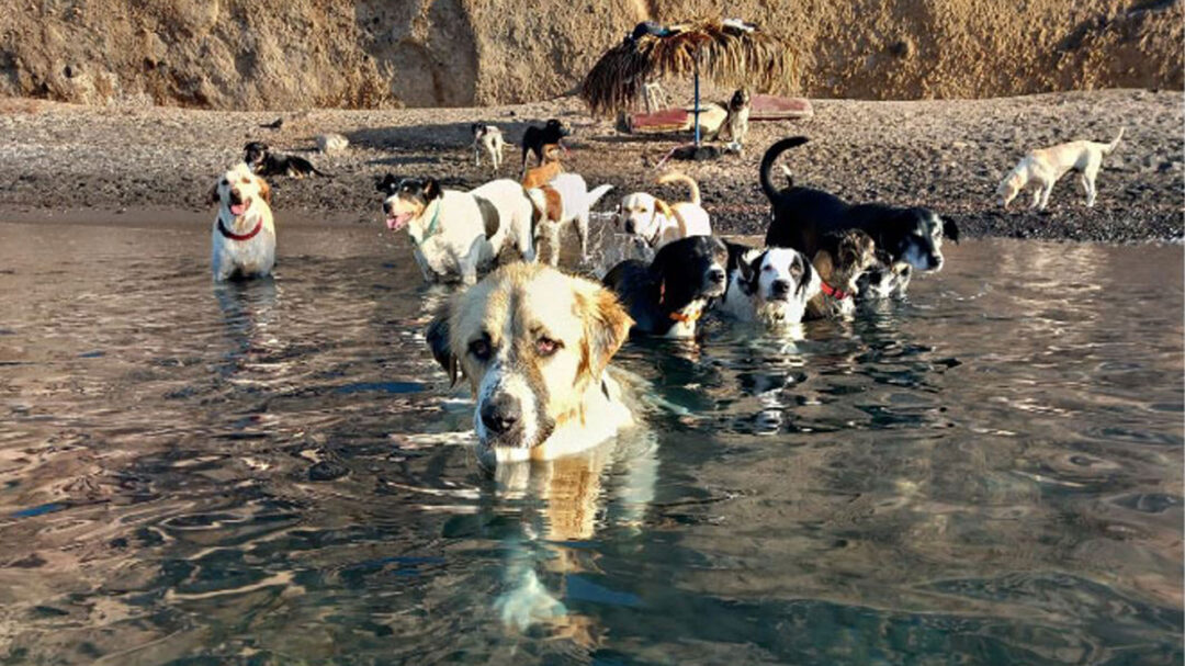 αδέσποτοι-οι-δήμοι-ηρωικοί-εθελοντ-563102854