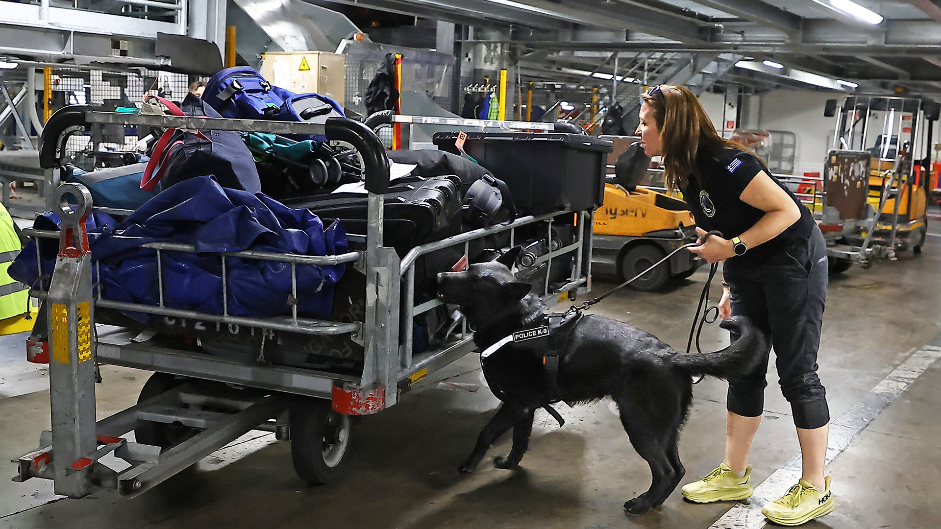Οι τετράποδοι ντετέκτιβ λύνουν δύσκολους γρίφους-4