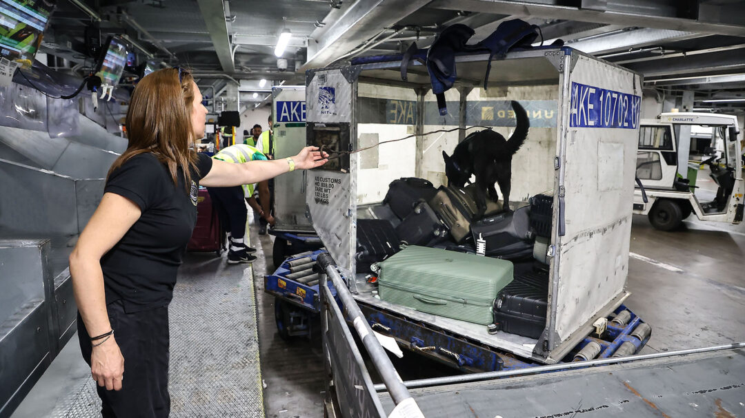 οι-τετράποδοι-ντετέκτιβ-λύνουν-δύσκο-563061451