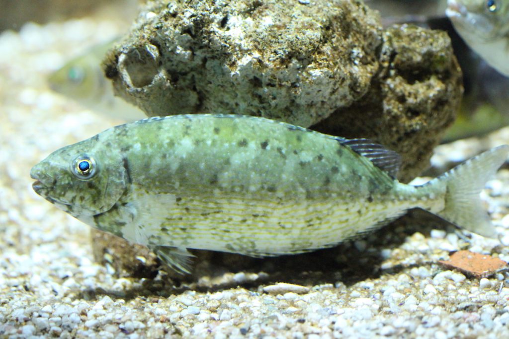 Δεν είναι μόνο ο λαγοκέφαλος: Περισσότερα από 260 ξενικά είδη στις ελληνικές θάλασσες-1