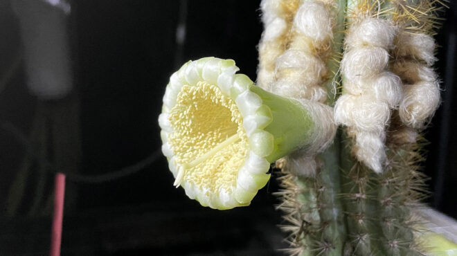 ενας-κάκτος-το-πρώτο-είδος-στις-ηπα-που-563126803