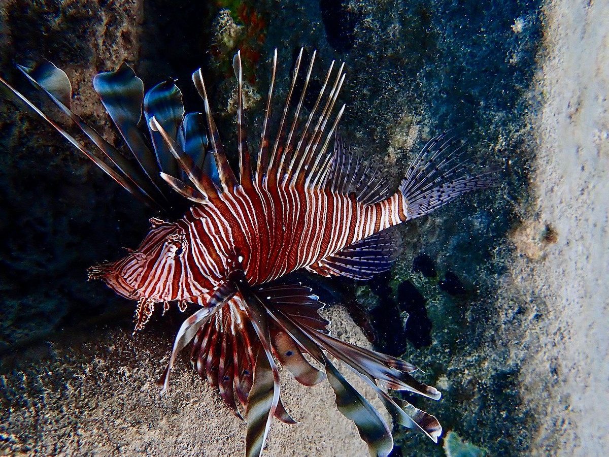 Δεν είναι μόνο ο λαγοκέφαλος: Περισσότερα από 260 ξενικά είδη στις ελληνικές θάλασσες-2