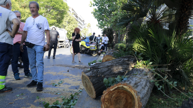 πτώση-δέντρου-στη-λεωφόρο-αλεξάνδρας-563153386